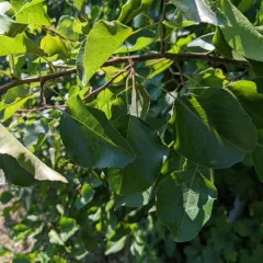Callery pear thumbnail 4