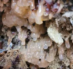 Lightbulb Tunicate thumbnail 4