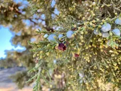 Juniper Urn Gall Midge thumbnail 2