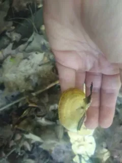 Mycorrhaphium adustum thumbnail 4