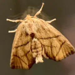 Yellow-collared Slug Moth thumbnail 3