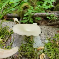pale oyster thumbnail 5