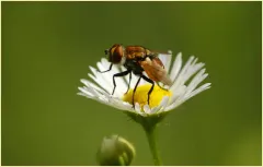 Gymnoclytia unicolor thumbnail 2