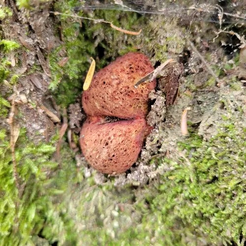 Gastroboletus ruber