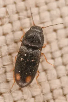 Zorochros caurinus thumbnail 1