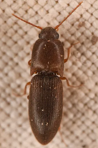 Opaque Click Beetle