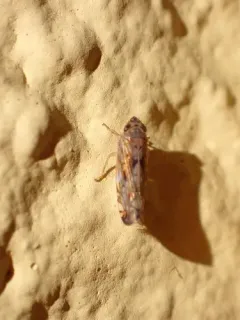 Osbornellus clarus thumbnail 3