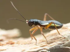 Pithanus maerkelii thumbnail 2