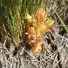 Flat-top Broomrape thumbnail 3