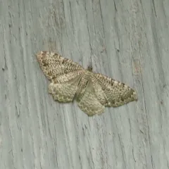 scallop shell moth thumbnail 2