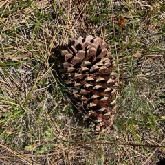 Jeffrey pine thumbnail 3