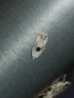 White Eye-cap Moth thumbnail 3