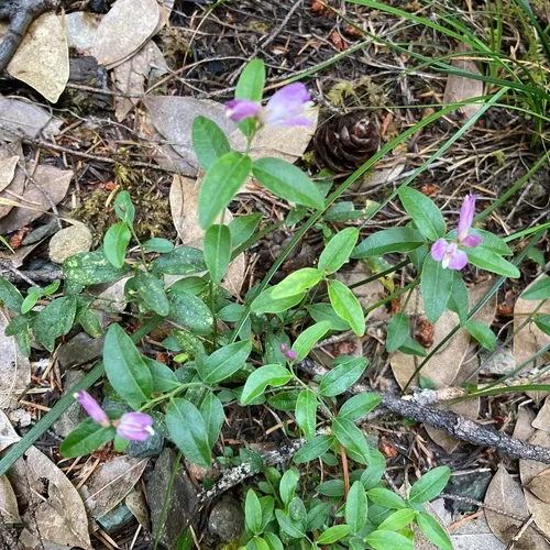 California milkwort