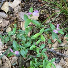 California milkwort thumbnail 1