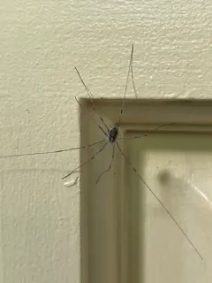 Canestrini's Harvestman thumbnail 3