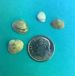Striated Fingernailclam thumbnail 3