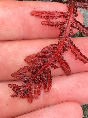 Dense Sea Fern