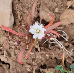 dwarf lewisia thumbnail 2