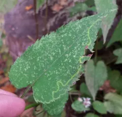 Ophiomyia parda thumbnail 2