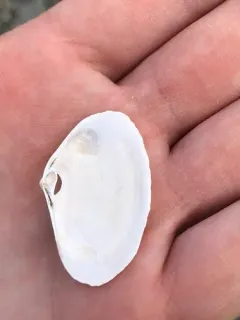 Hooked Surfclam thumbnail 2