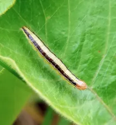 Zeller's Macalla Moth thumbnail 4