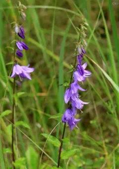 Creeping Bellflower thumbnail 6