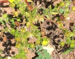Carpet Cinquefoil thumbnail 3