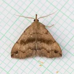 Dark Phalaenostola Moth thumbnail 3