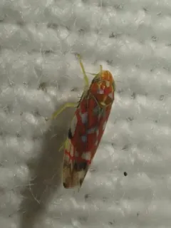 Erythroneura rubra thumbnail 4