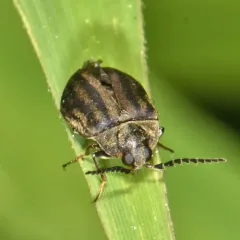 Ectopria leechi thumbnail 2