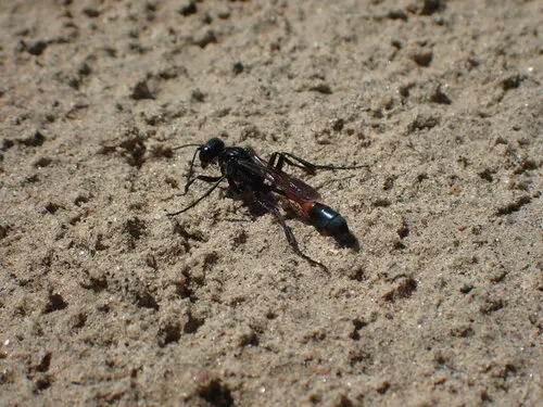 Ammophila mediata