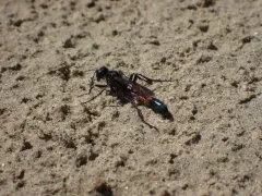 Ammophila mediata thumbnail 1