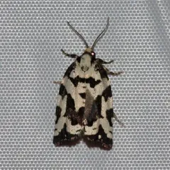 Boldly-marked Archips Moth thumbnail 4