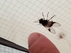American Whitebelt thumbnail 3