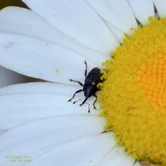 Rugged Flower Weevil thumbnail 3