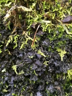 Batwing Vinyl Lichen thumbnail 3