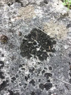 Jelly Flakes Lichen thumbnail 2