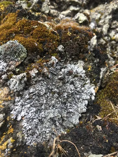 Whiskered Millipede Lichen