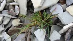 dwarf bluegrass thumbnail 2