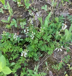 Robbins' Milkvetch thumbnail 4