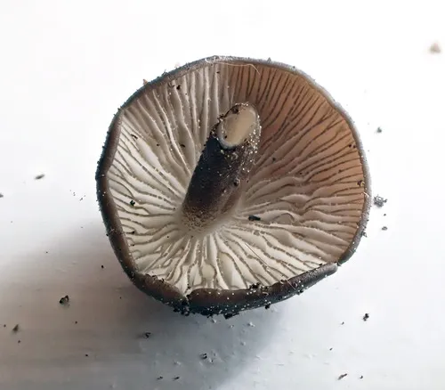 Hydropus kauffmanii