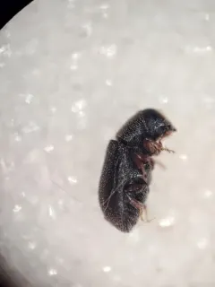 Four-eyed Spruce Bark Beetle thumbnail 2