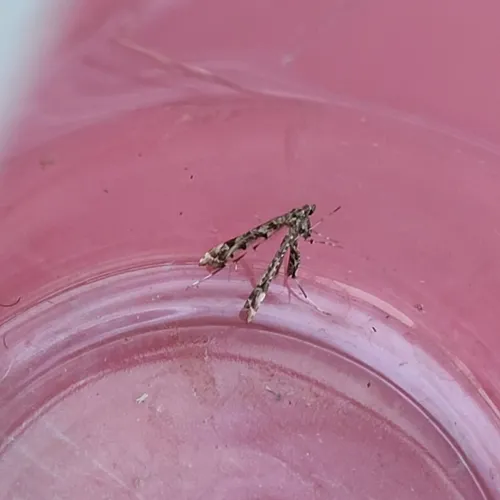 Geranium Plume Moth