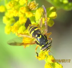Rocky Mountain Hornet Fly thumbnail 1