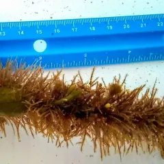 garland hydroid thumbnail 2