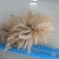 Longfin Inshore Squid thumbnail 3