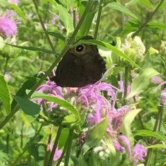 Common Wood-Nymph thumbnail 4
