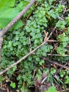 Naked Rhizomnium Moss thumbnail 2