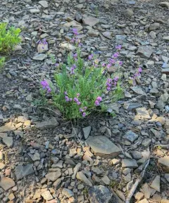 Bourgov's Milkvetch thumbnail 2