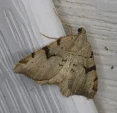 V-Moth thumbnail 2